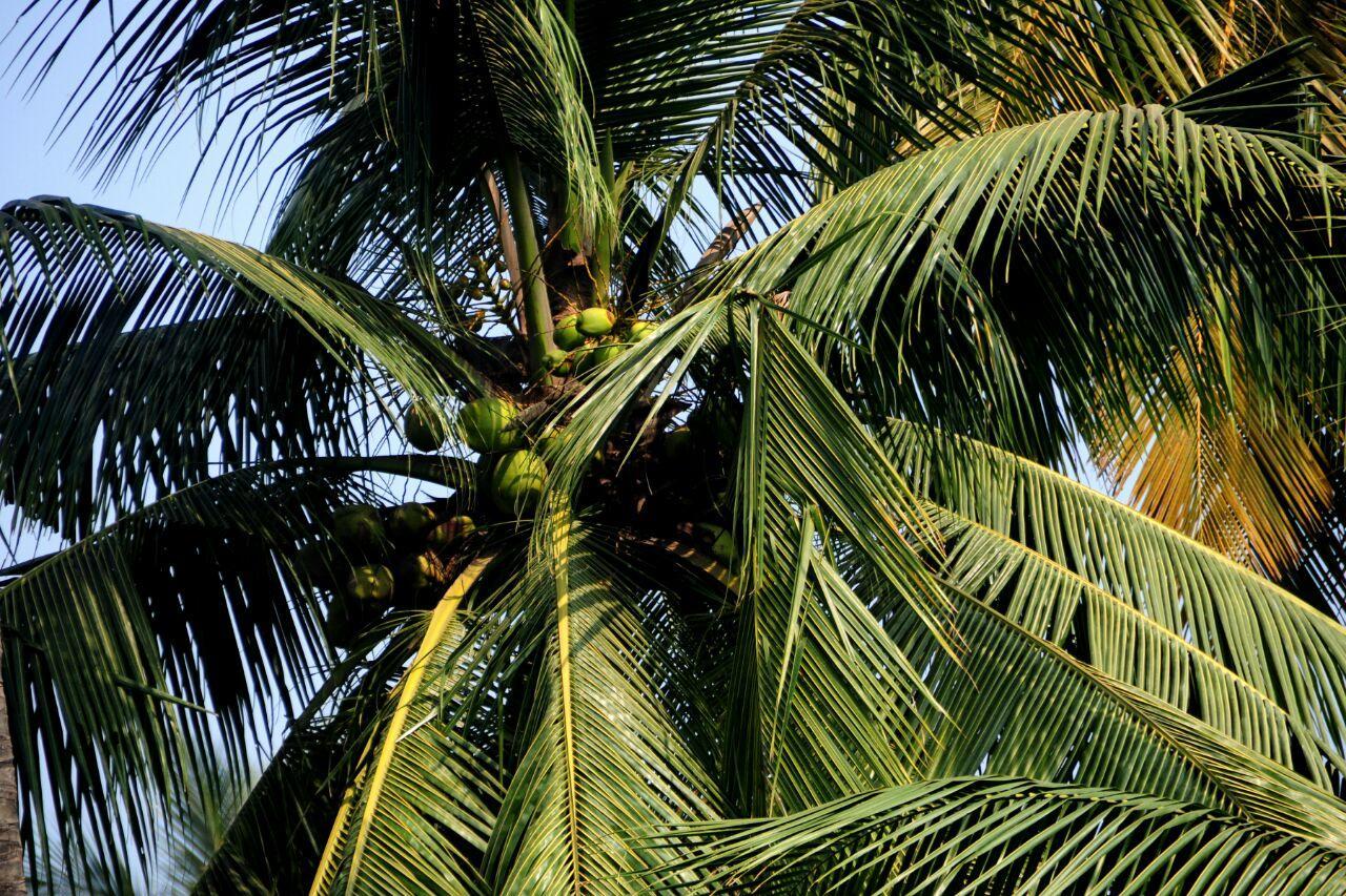 Sai Sneh Holidays Cottage Alibag Exterior foto