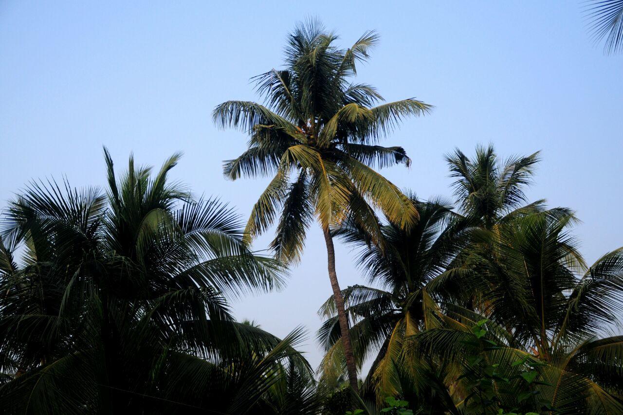 Sai Sneh Holidays Cottage Alibag Exterior foto